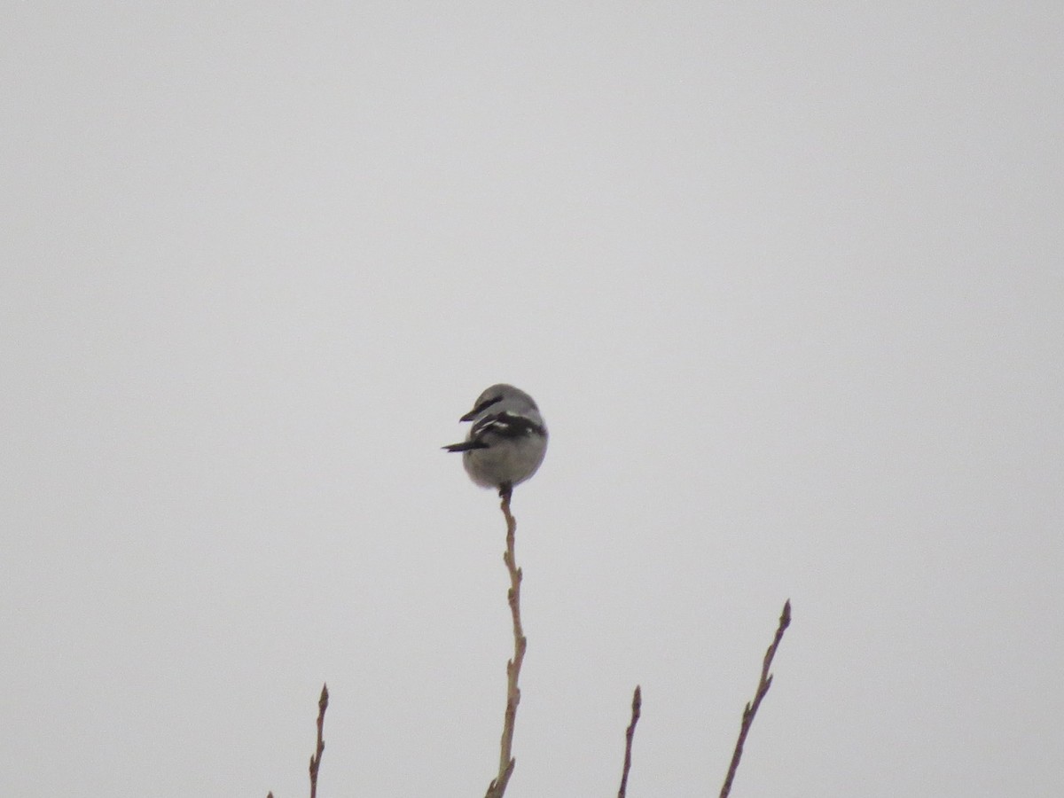 Northern Shrike - ML129097411