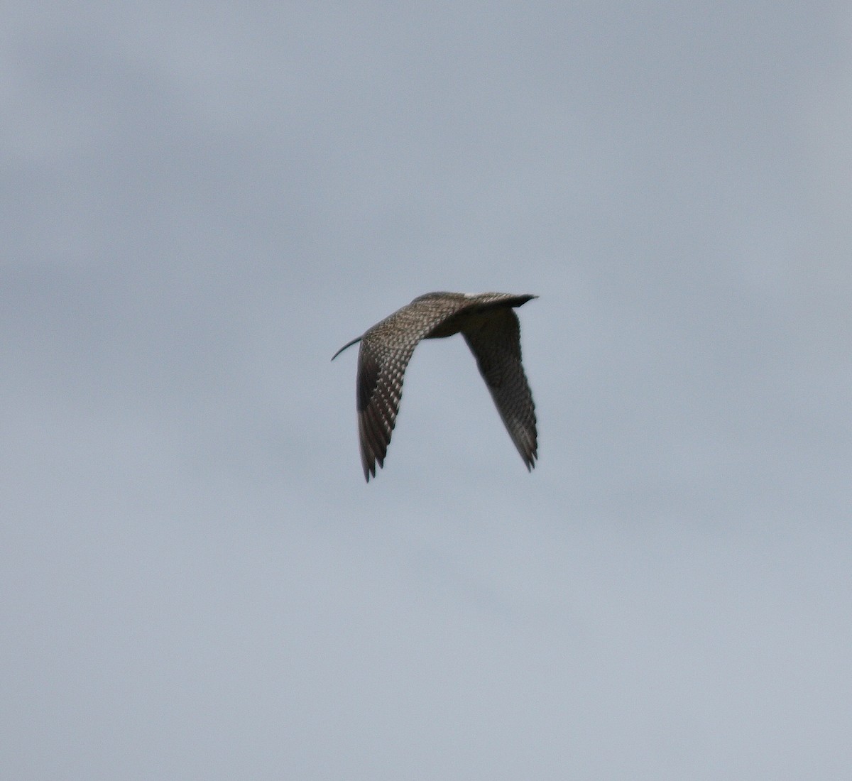 Eurasian Curlew - ML129097841