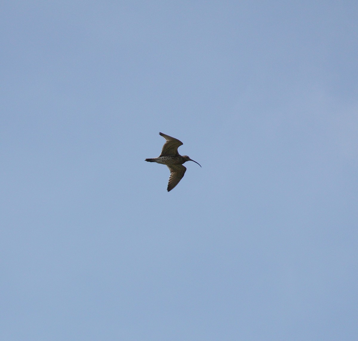 Eurasian Curlew - Andrew Steele