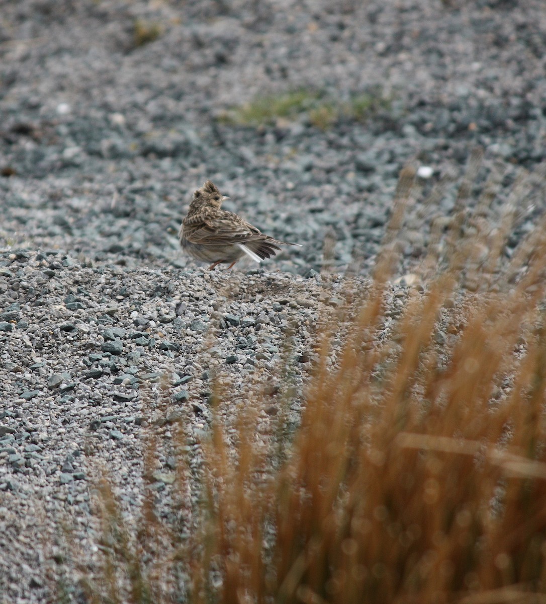 Eurasian Skylark - ML129098181