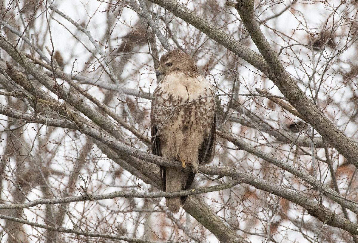 Rotschwanzbussard - ML129101661