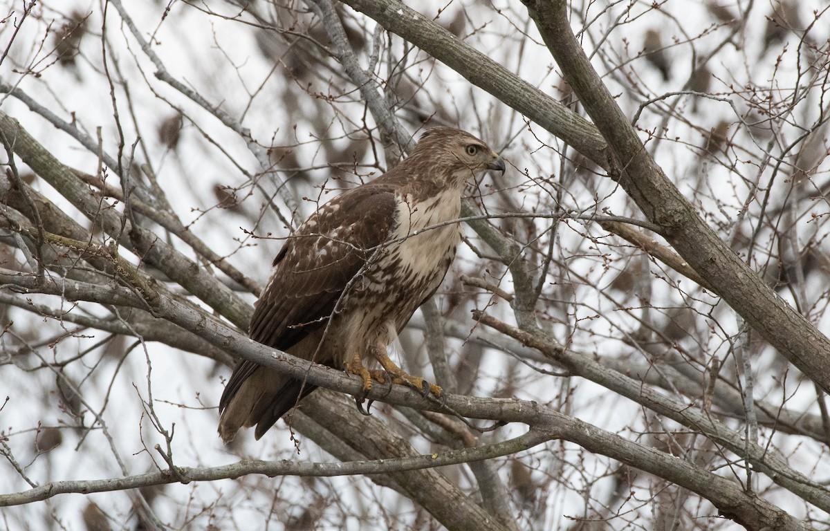 Rotschwanzbussard - ML129101671