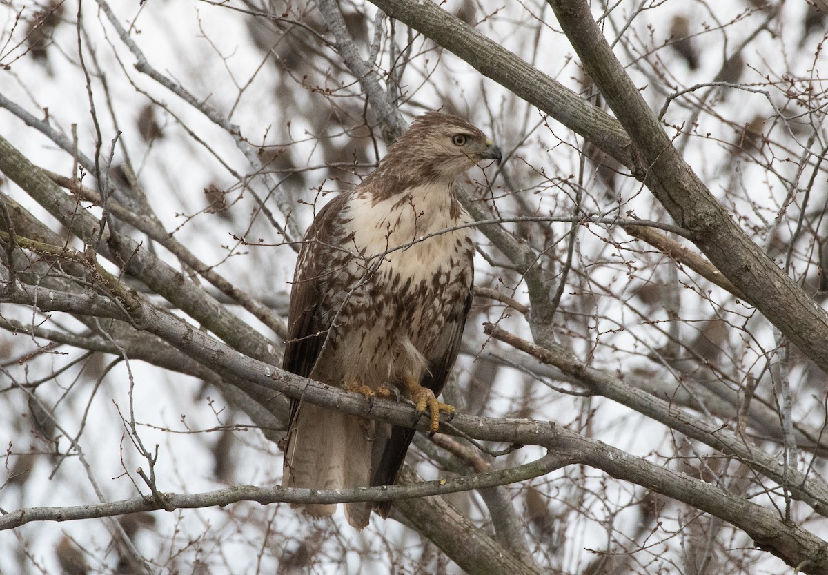 Rotschwanzbussard - ML129101681