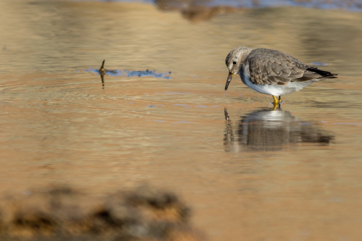 Temminck's Stint - ML129101821