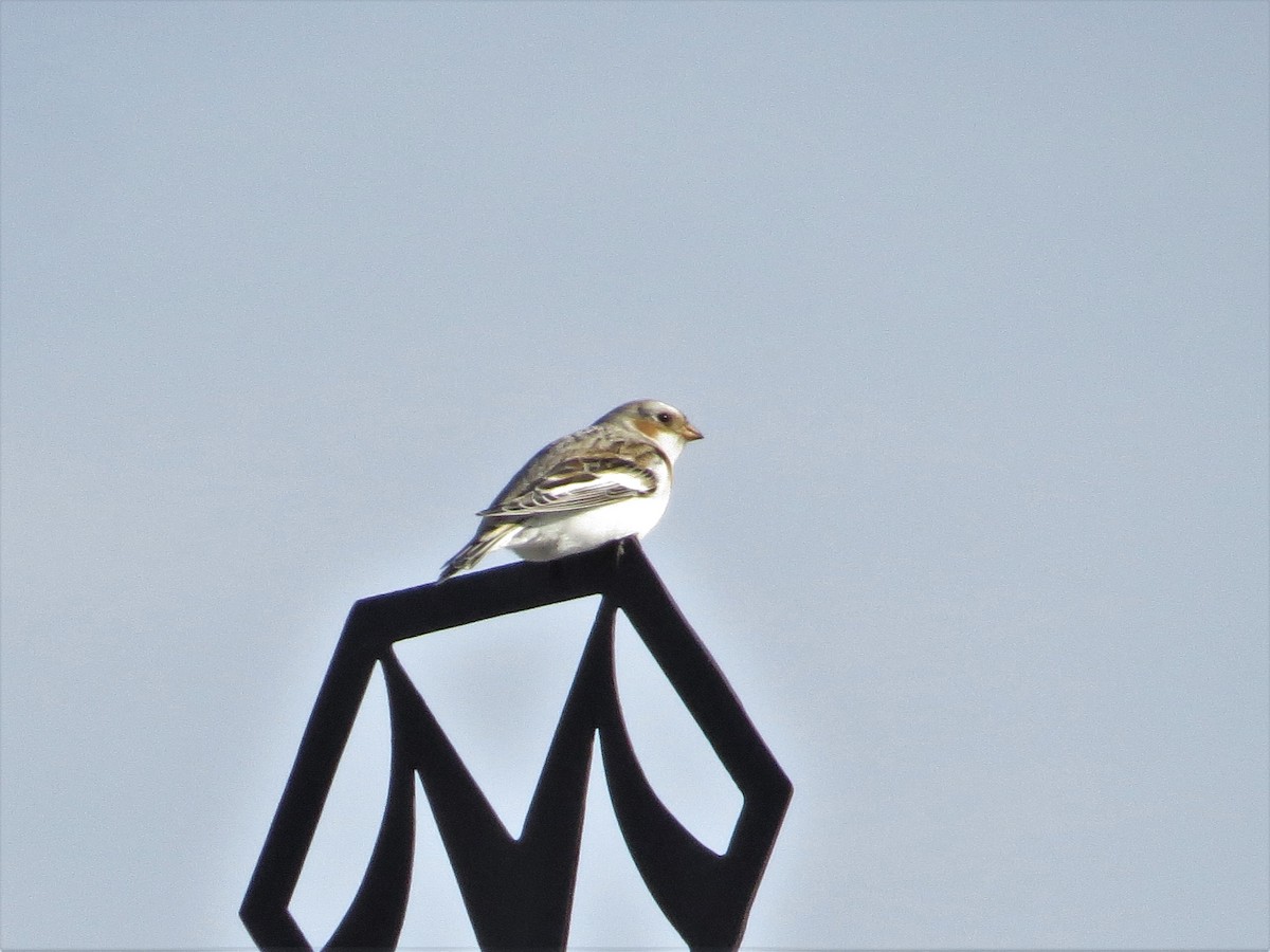 Snow Bunting - ML129102191