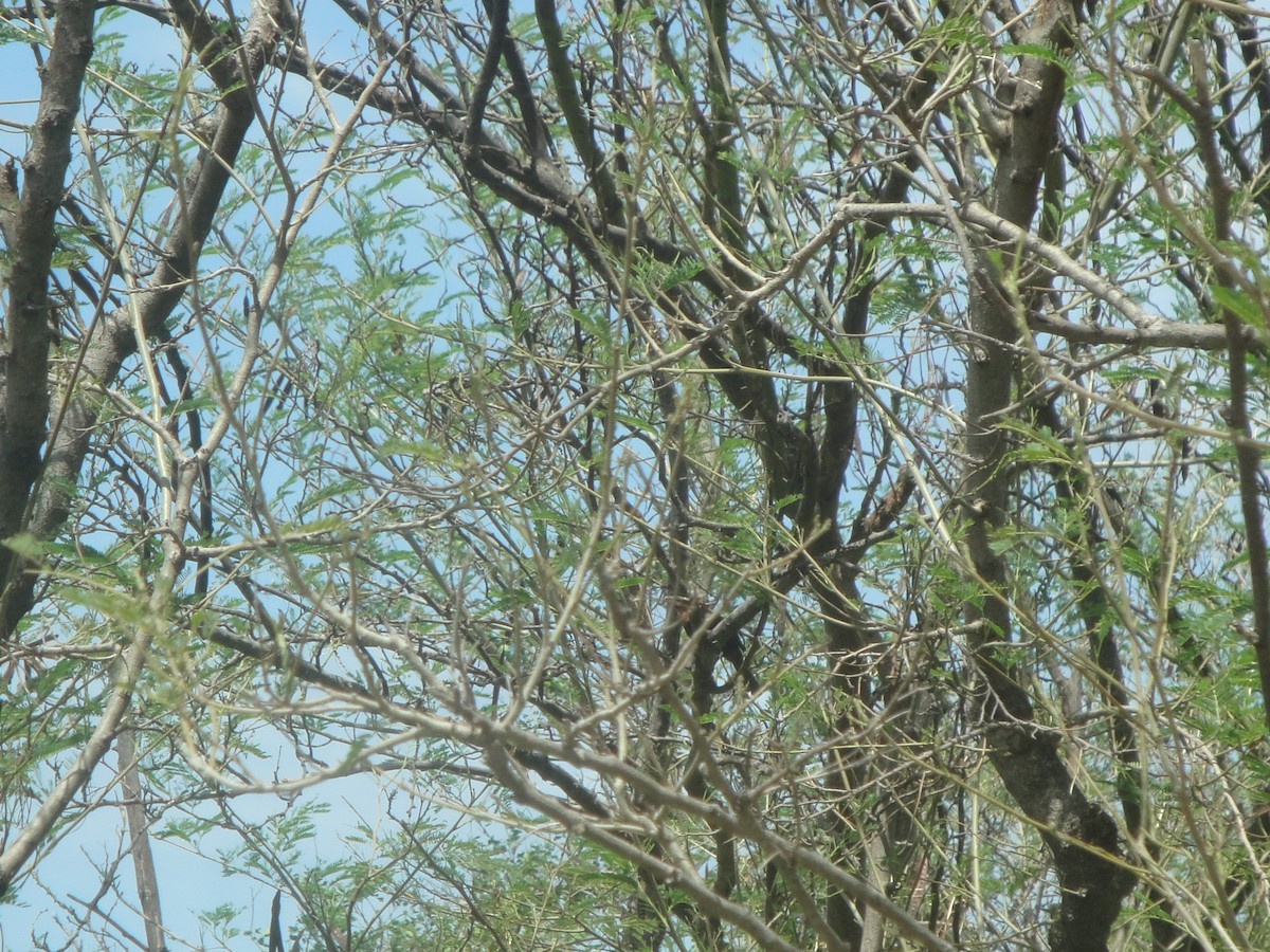 Puerto Rican Bullfinch - ML129105521