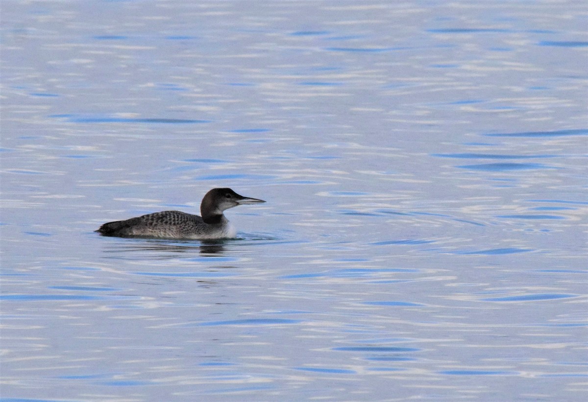 Common Loon - Luís Santos