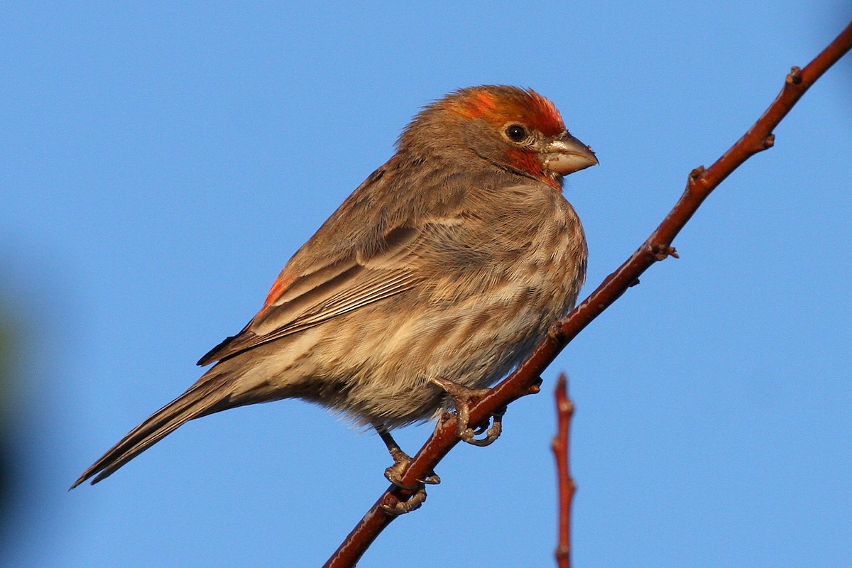 House Finch - ML129112861