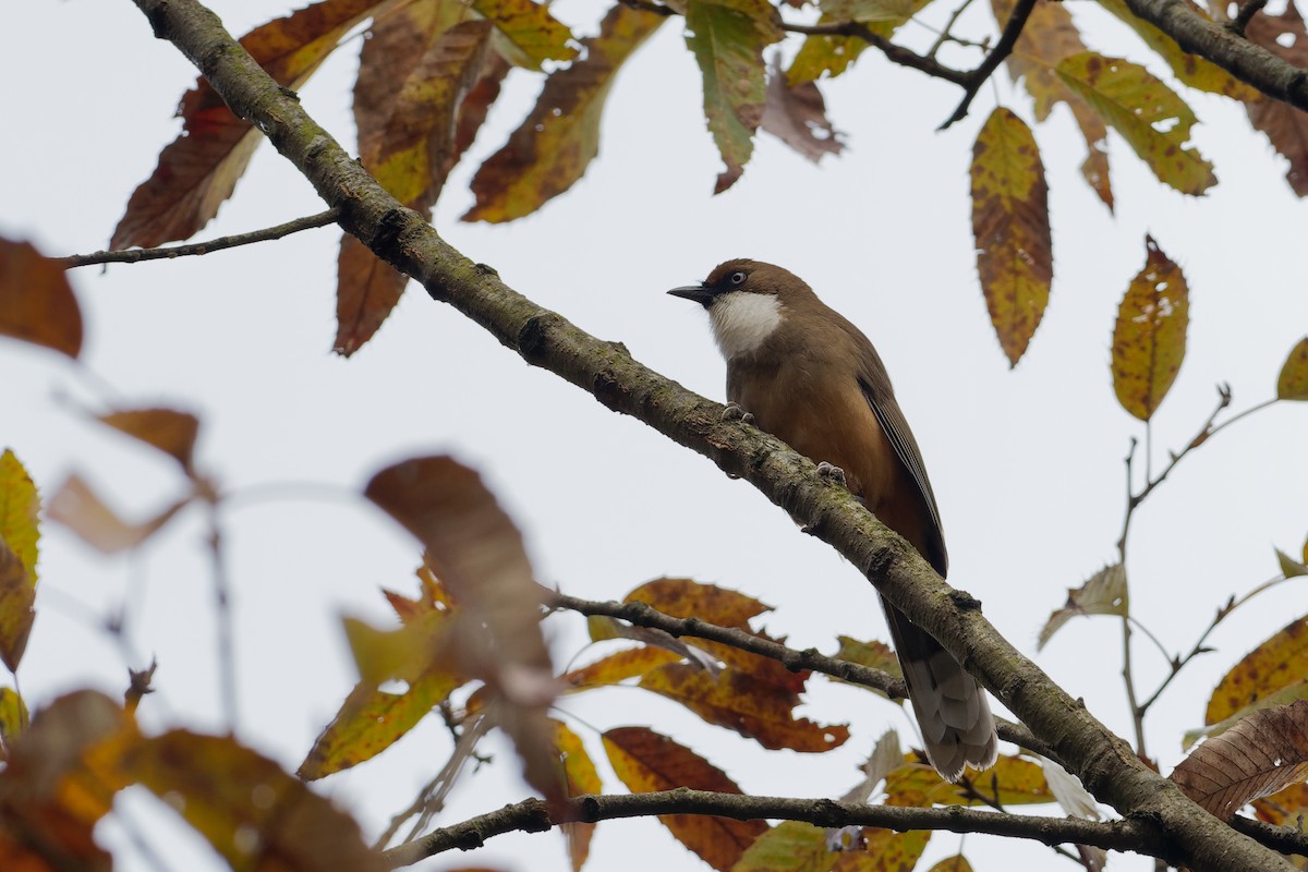 White-throated Laughingthrush - ML129113241