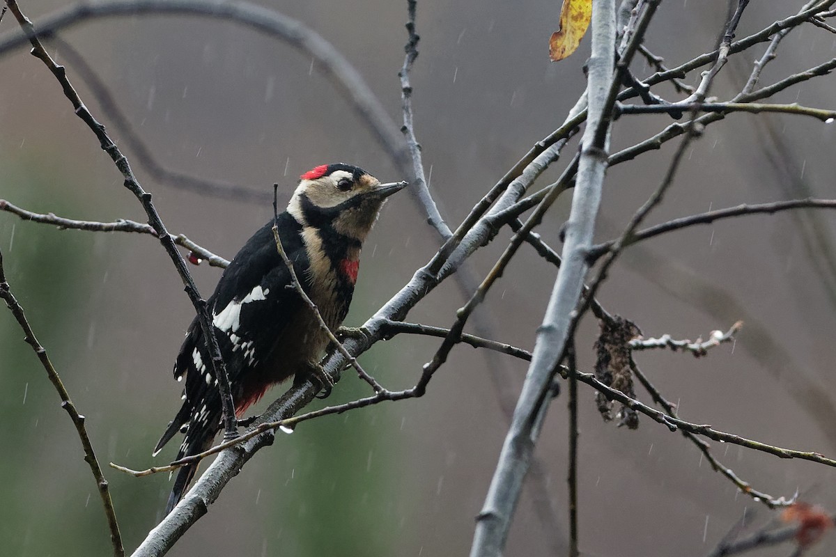 Necklaced Woodpecker - ML129113681