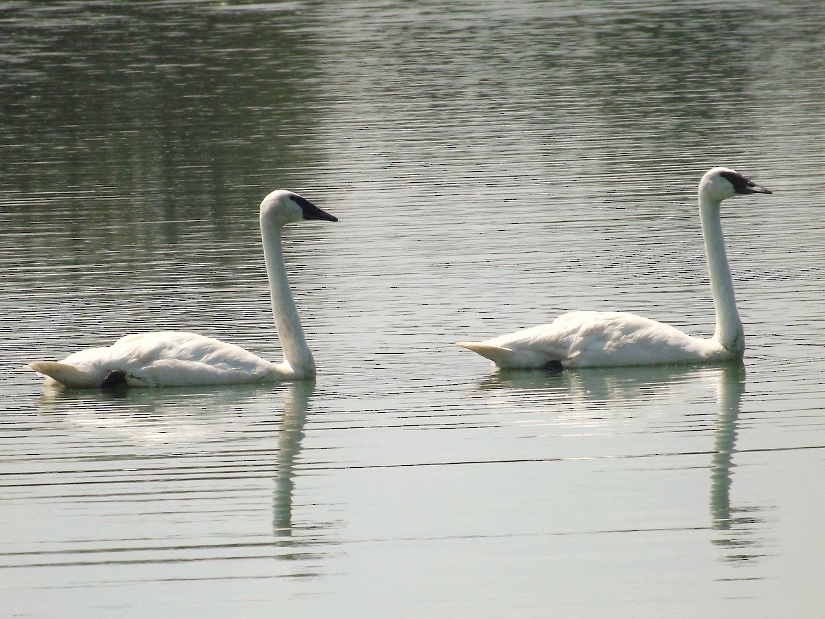 Trumpeter Swan - ML129114171