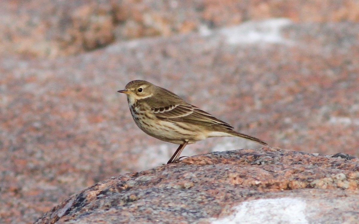 American Pipit - Anthony Collerton