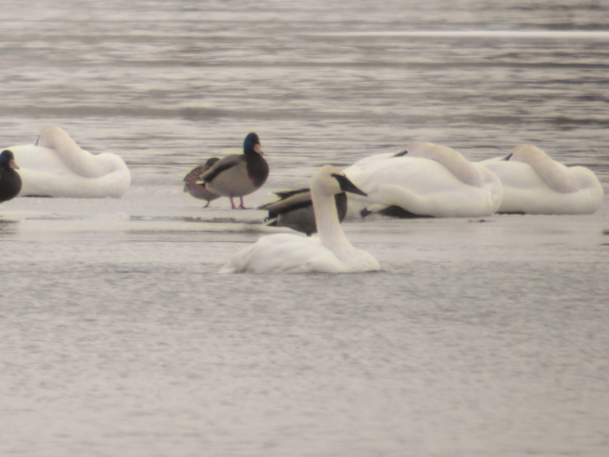 Trumpeter Swan - ML129115221