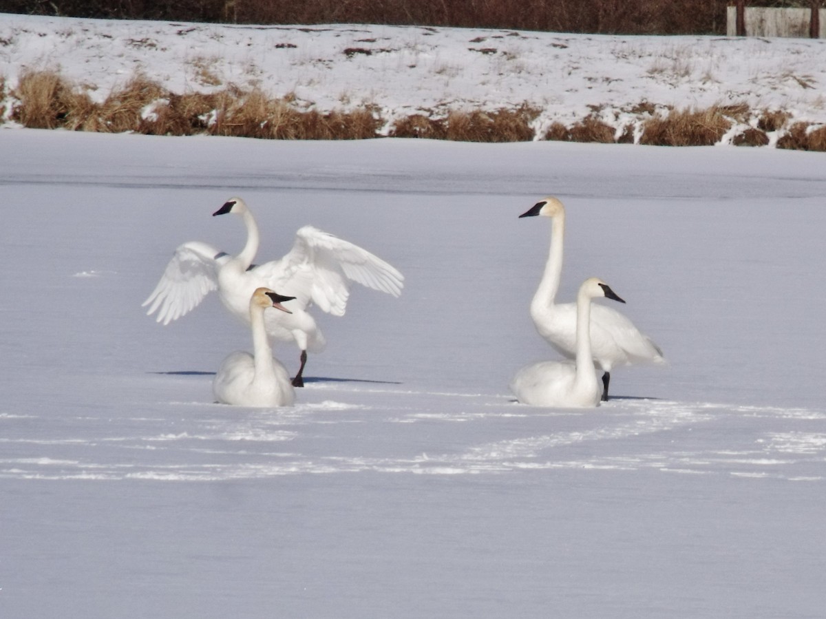 Trumpeter Swan - ML129115251