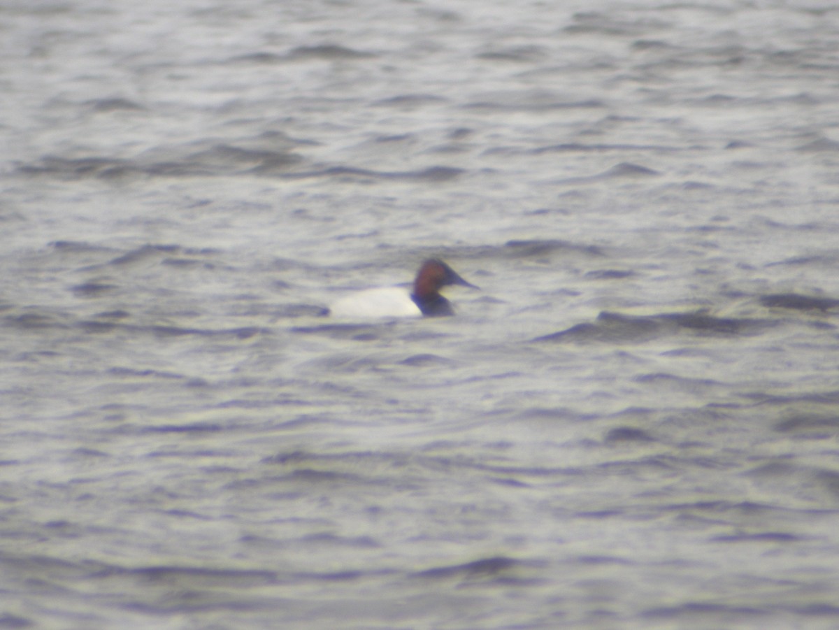 Canvasback - ML129115571