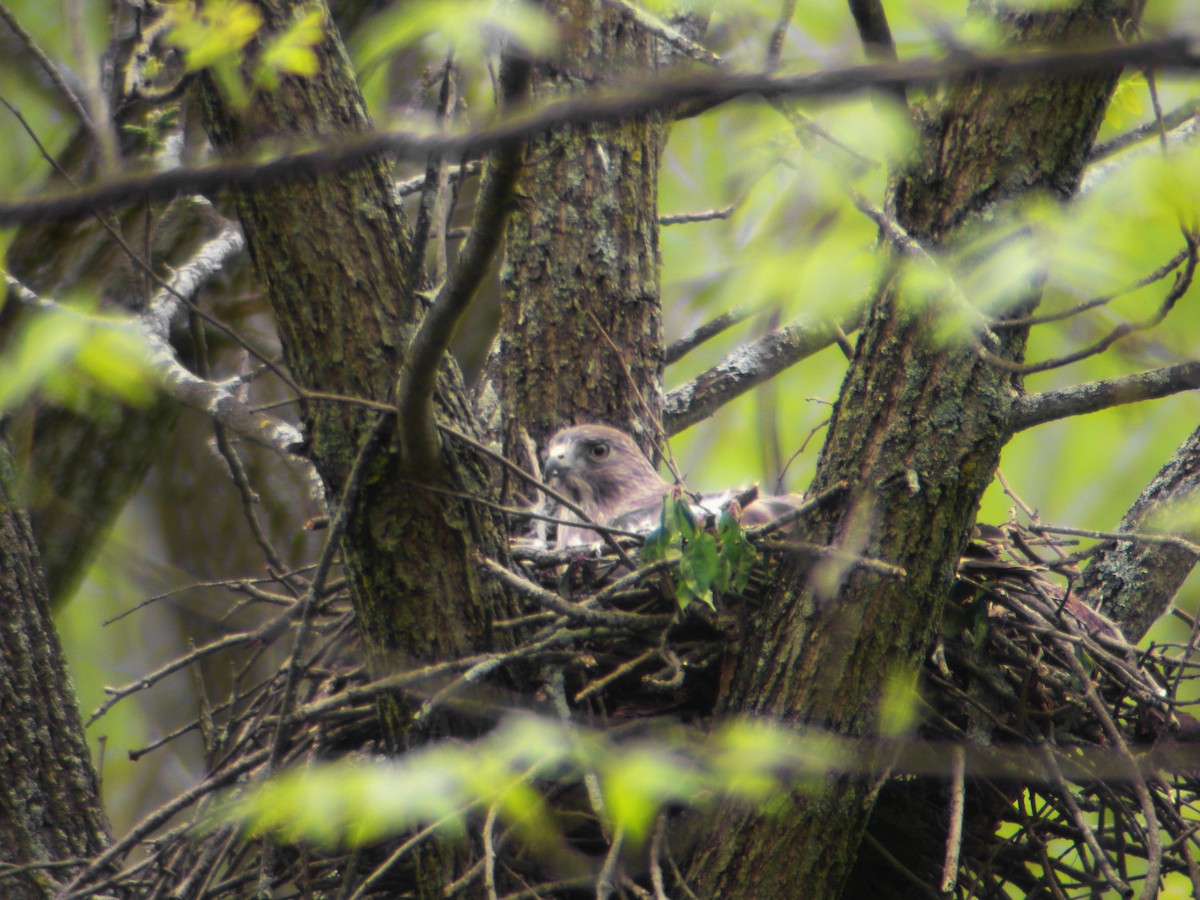 Broad-winged Hawk - Nathan DeBruine