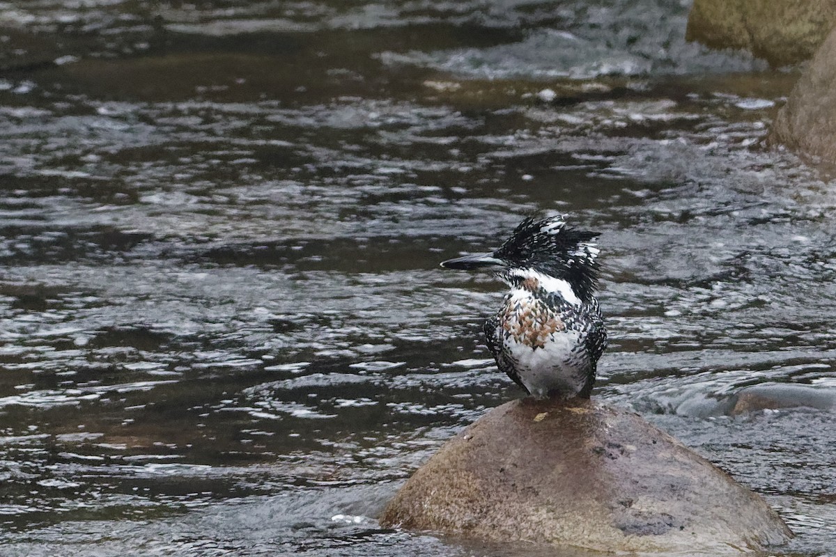 Crested Kingfisher - Vincent Wang