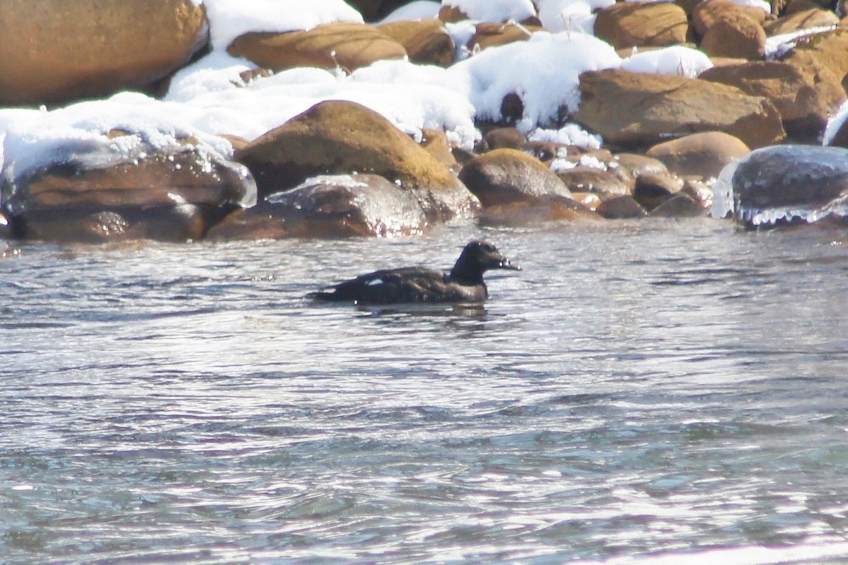 White-winged Scoter - ML129118491