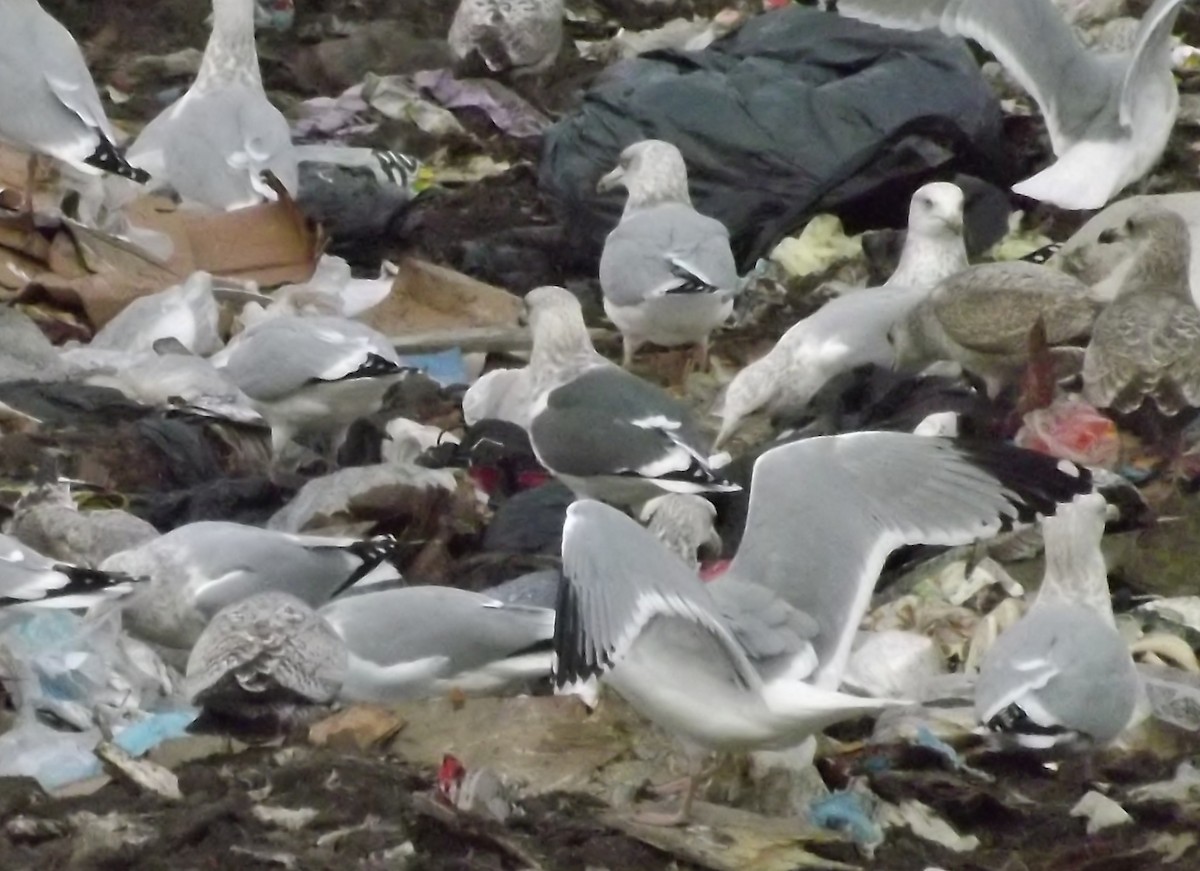 Slaty-backed Gull - ML129118981