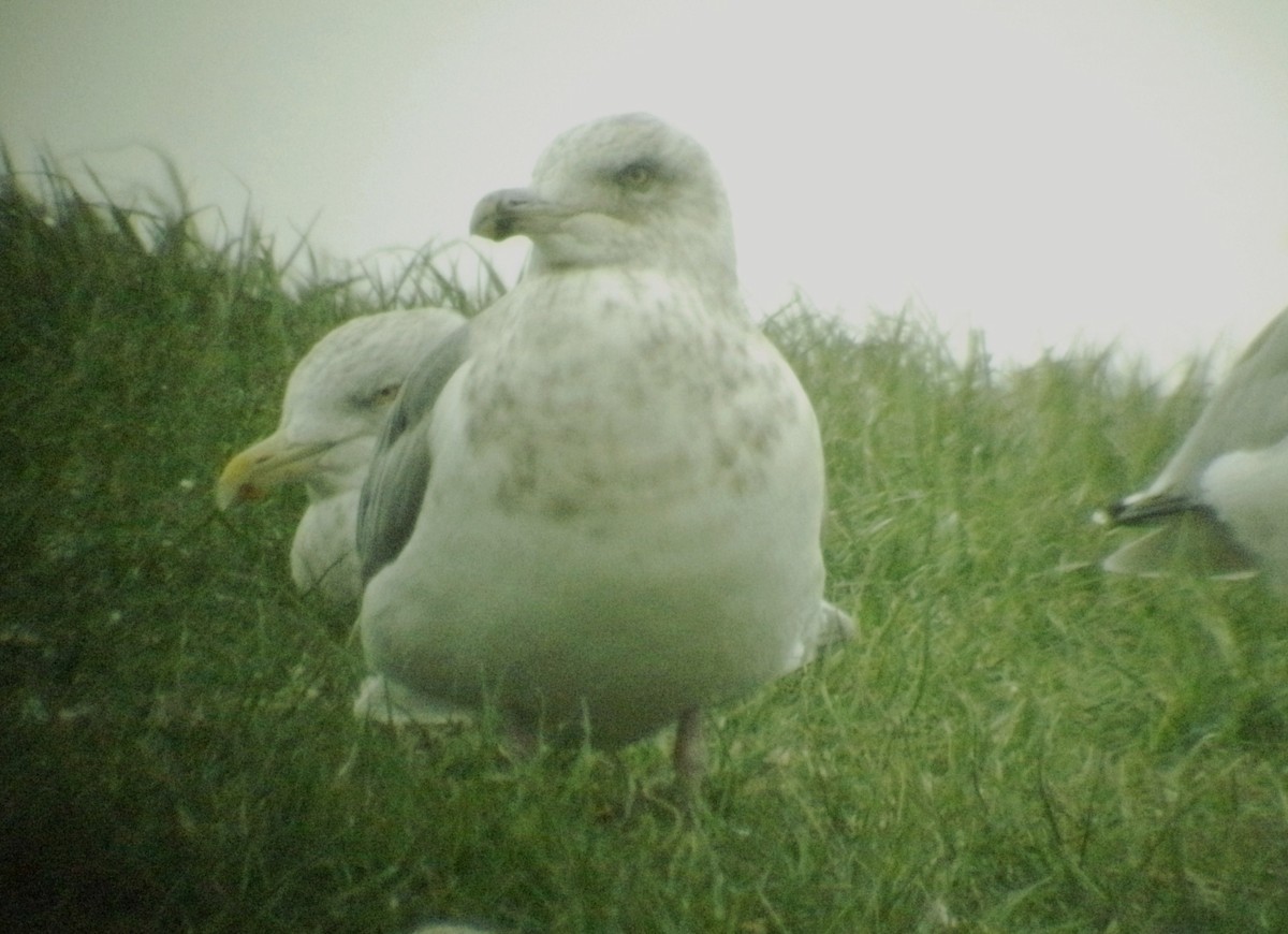 Slaty-backed Gull - ML129119031