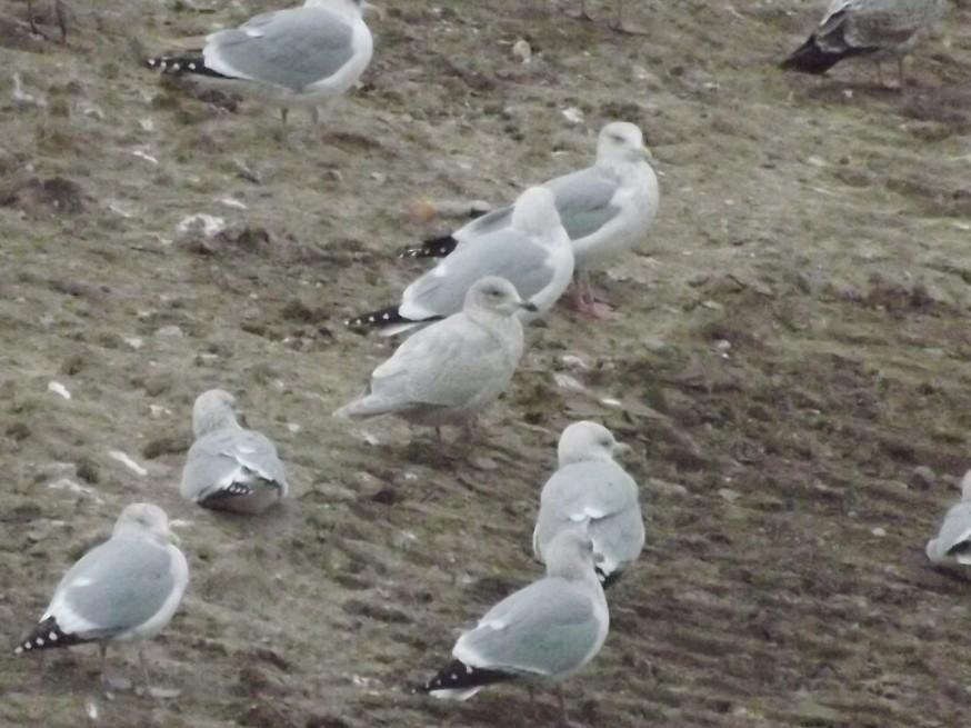 Iceland Gull (kumlieni/glaucoides) - ML129119051