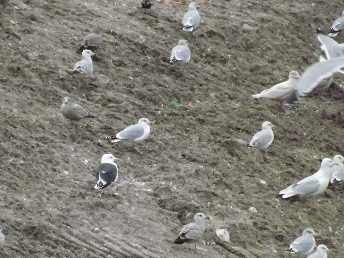 gull sp. - ML129119061