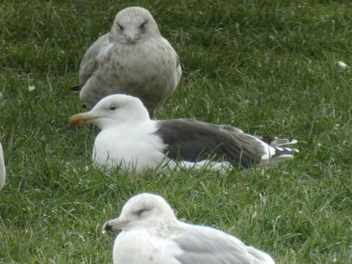 gull sp. - Nathan DeBruine