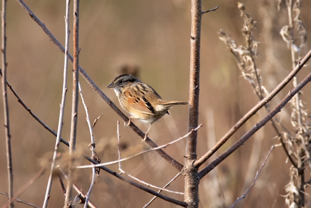 Swamp Sparrow - ML129119351