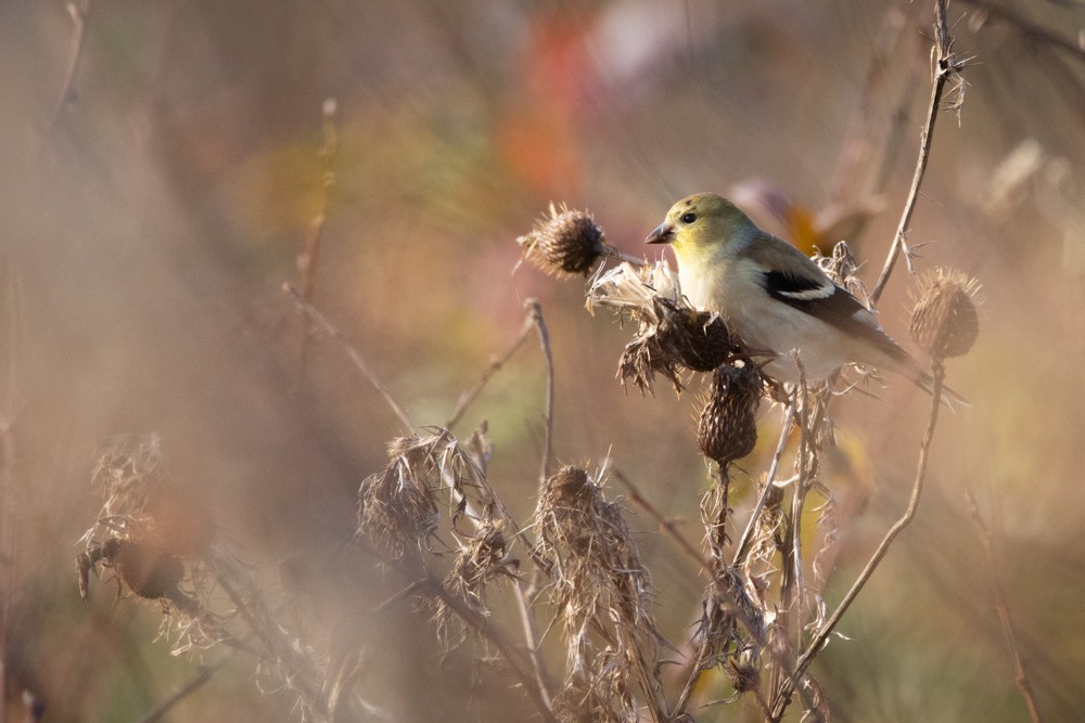American Goldfinch - ML129120291