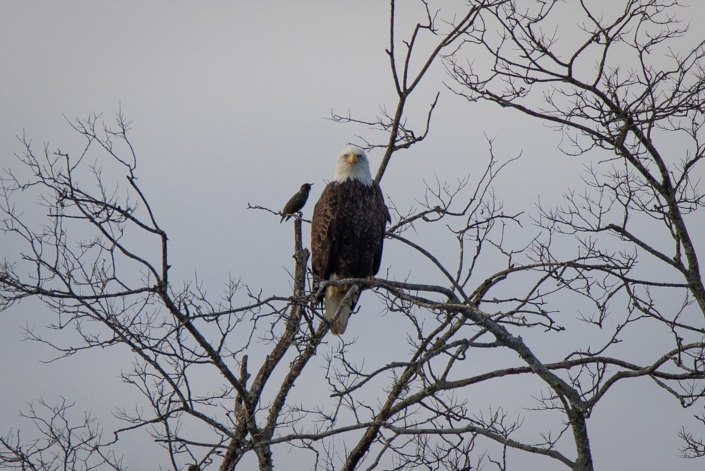 Bald Eagle - ML129121121