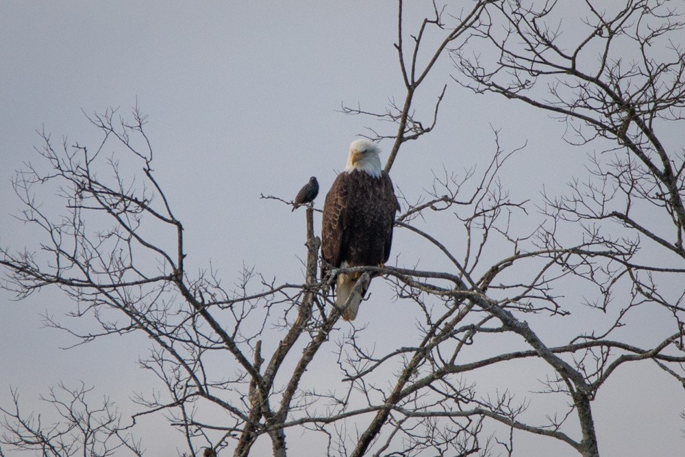 Bald Eagle - ML129121131