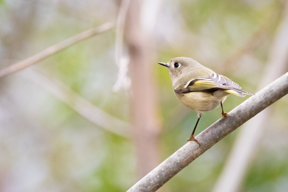 Ruby-crowned Kinglet - ML129121731