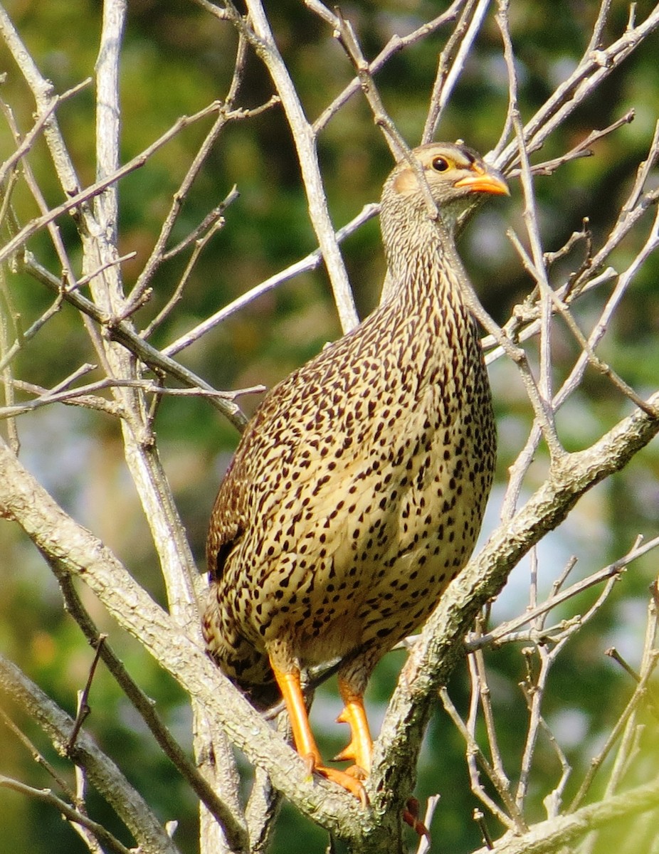 Heuglin's Spurfowl - Todd Pepper