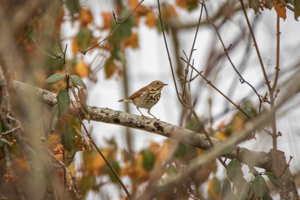 Hermit Thrush - ML129122481