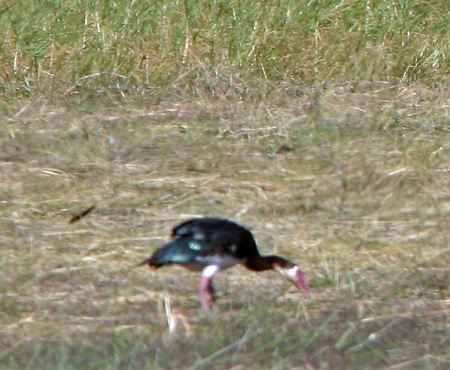 Spur-winged Goose (Southern) - ML129123601