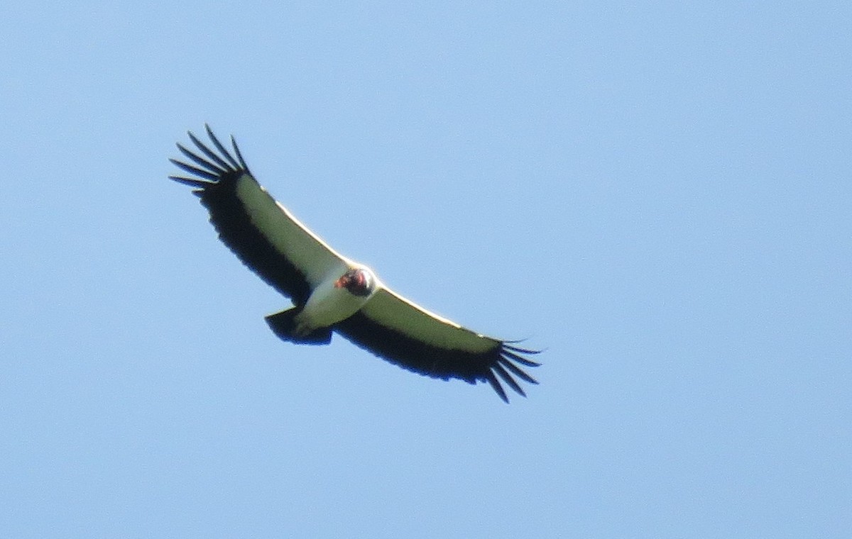 King Vulture - ML129123851