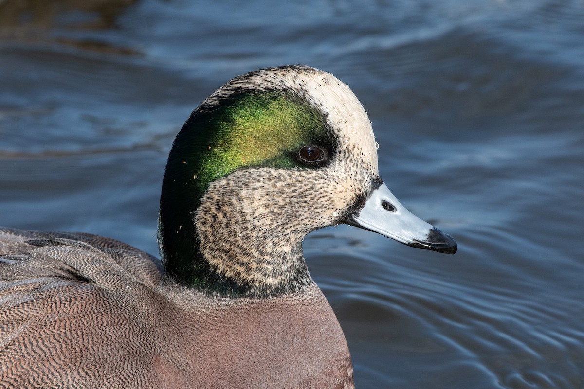 American Wigeon - ML129129071