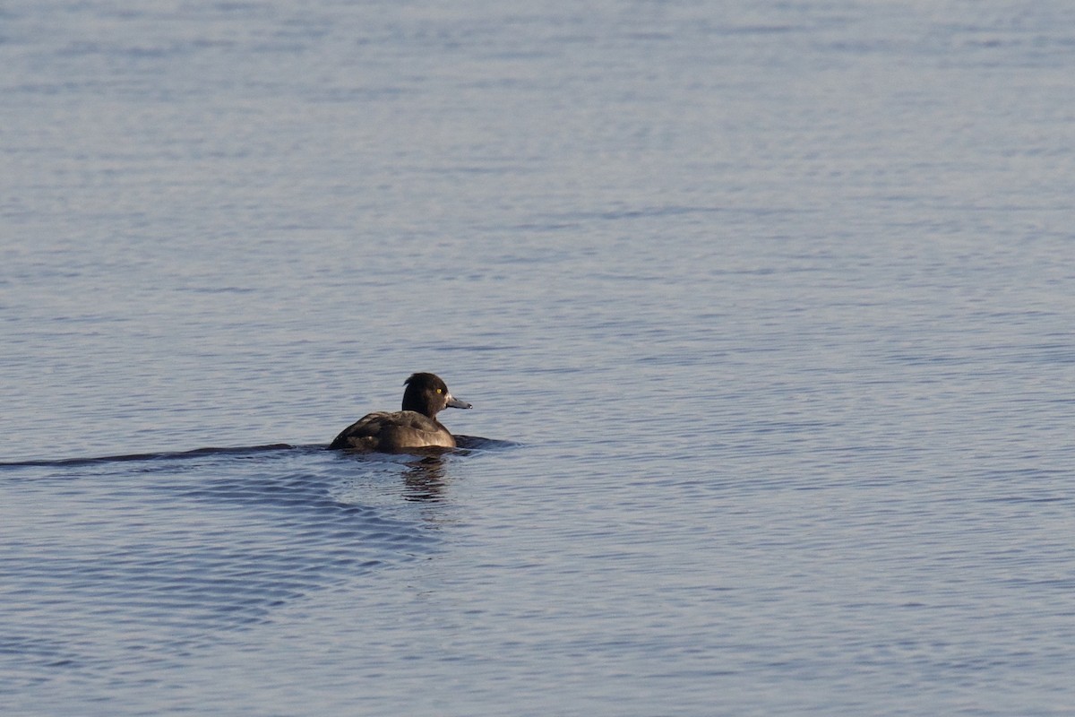 Tufted Duck - ML129129431