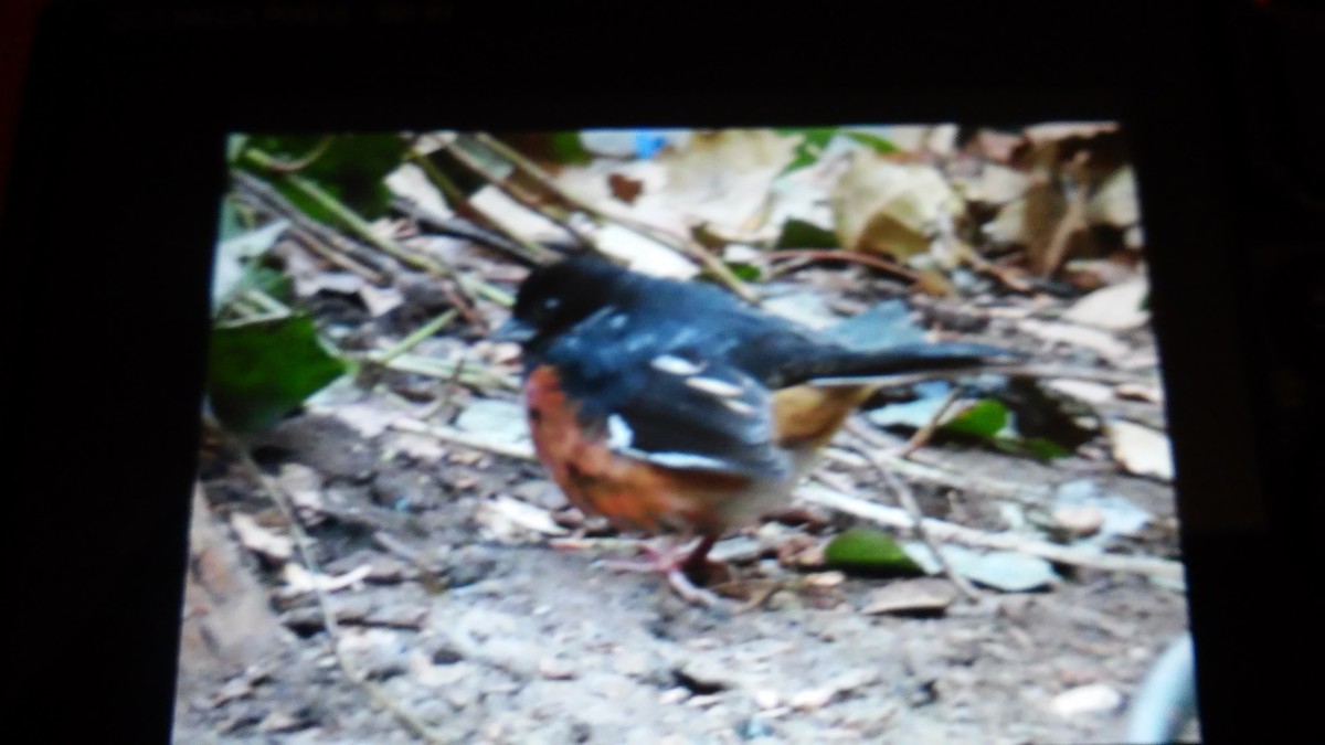 Eastern Towhee - ML129130021