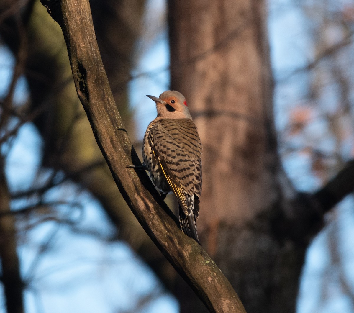 Northern Flicker (Yellow-shafted) - ML129130321