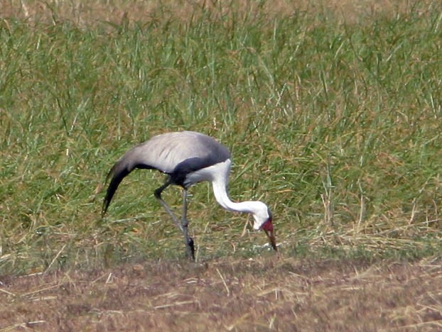 Wattled Crane - ML129130431