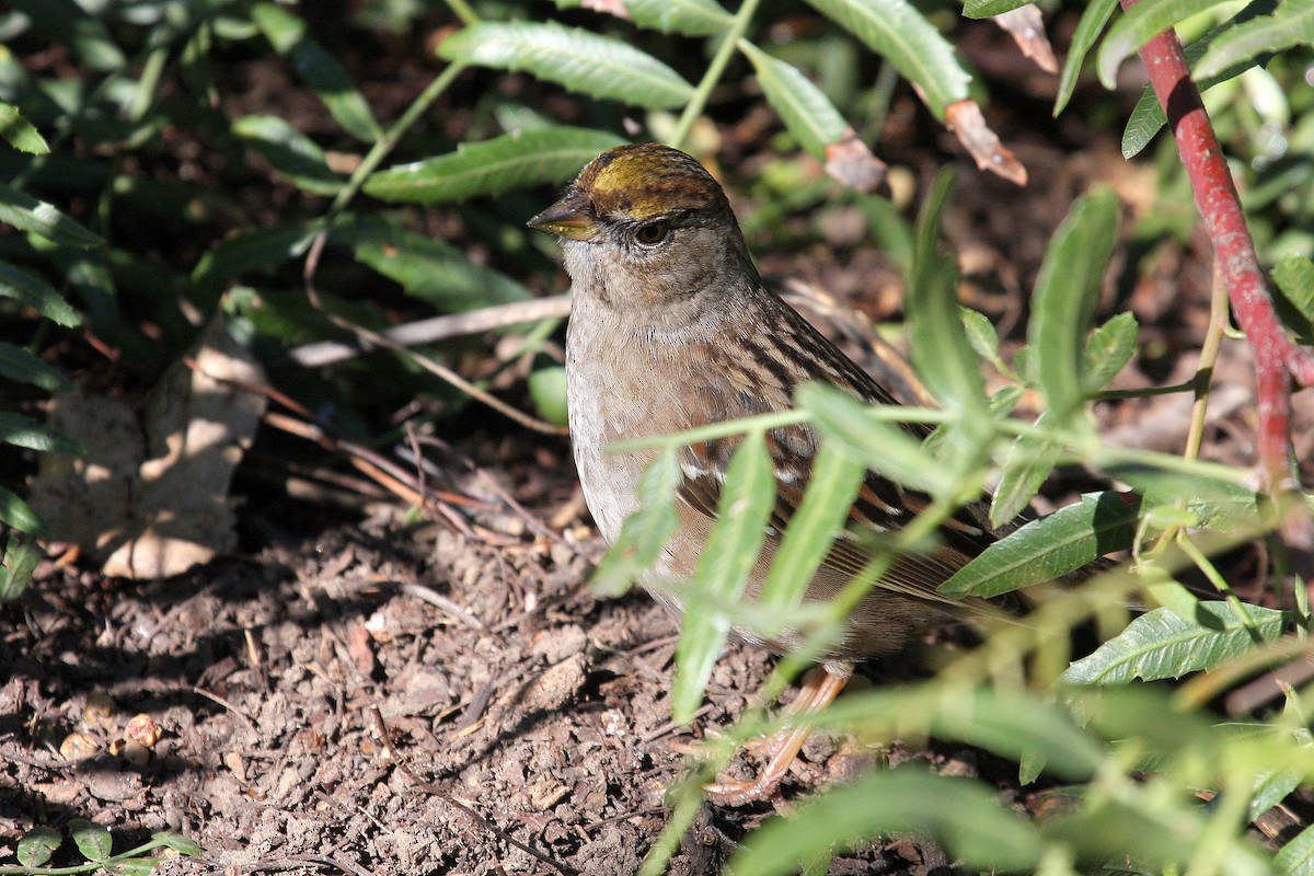 Golden-crowned Sparrow - ML129130671
