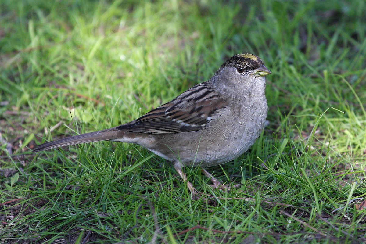 Golden-crowned Sparrow - ML129130691