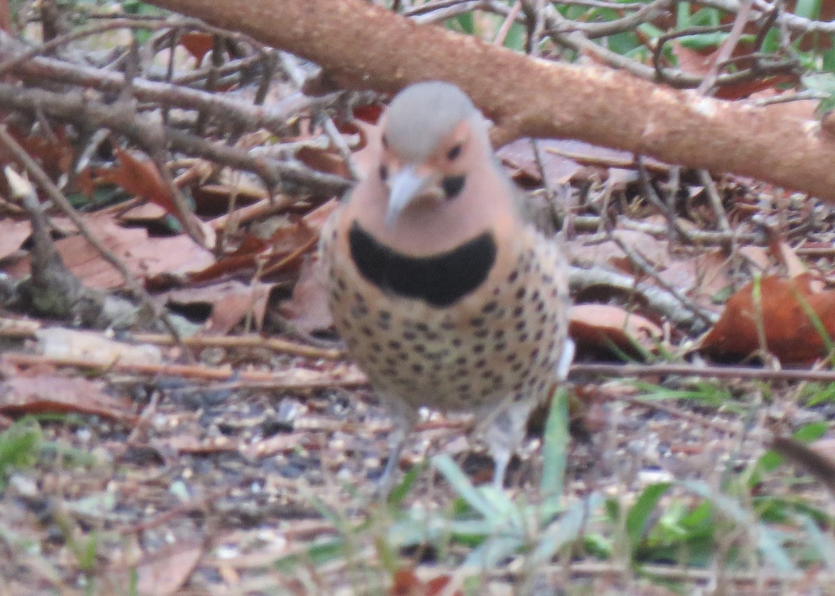 Northern Flicker - ML129130761