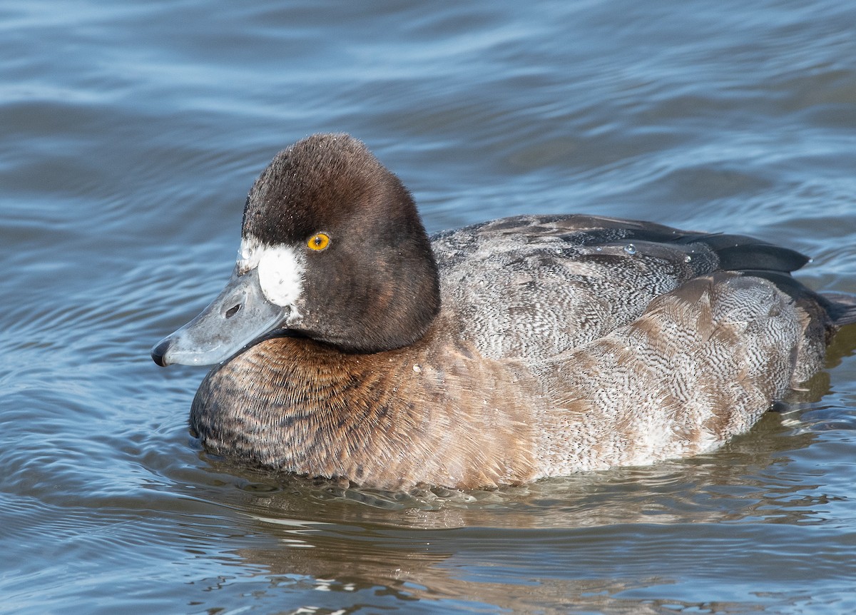 Lesser Scaup - ML129132031