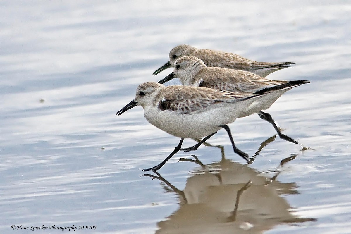 Гурвалж элсэг - ML129133071