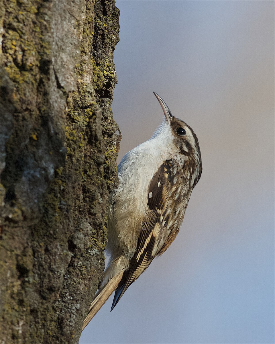 Brown Creeper - ML129133441