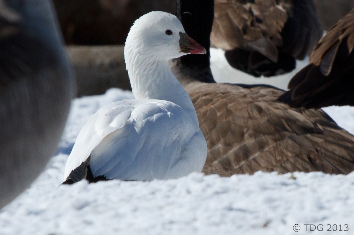 Ross's Goose - ML129134411