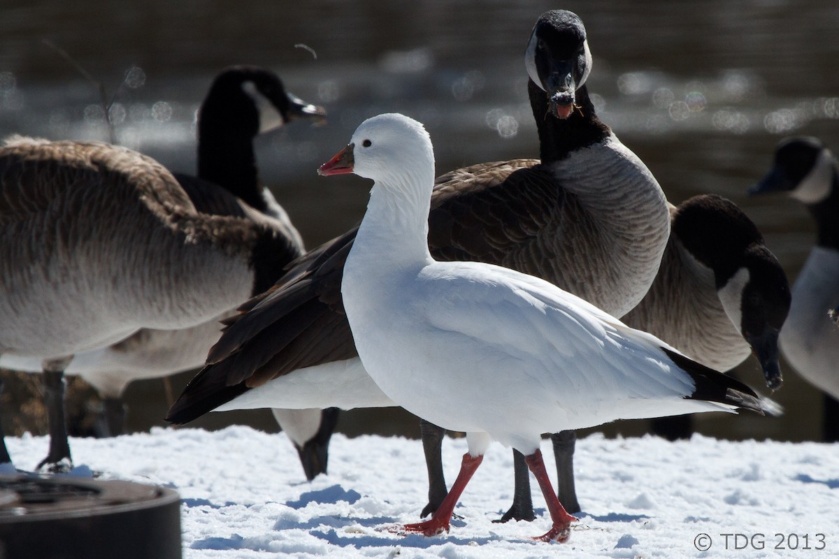 Ross's Goose - ML129134421