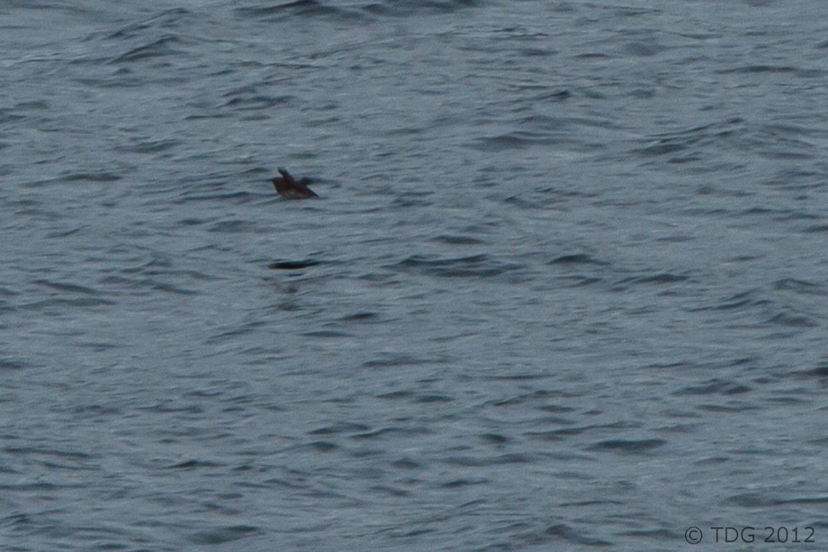 Marbled Murrelet - ML129134681